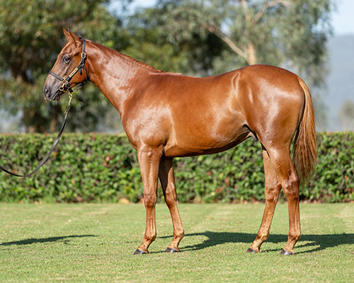 STAY INSIDE x KANSINO COLT.